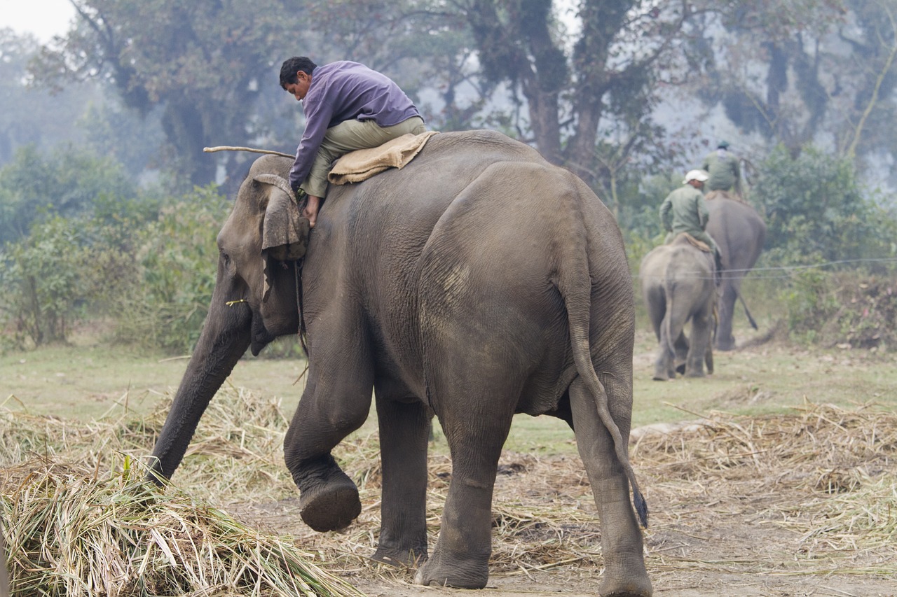 東寧虎豹公園最新動態(tài)，自然生態(tài)與野生動物保護(hù)的協(xié)同發(fā)展之路